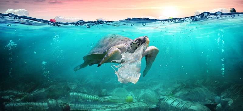 tortuga comiendo una bolsa de plástico