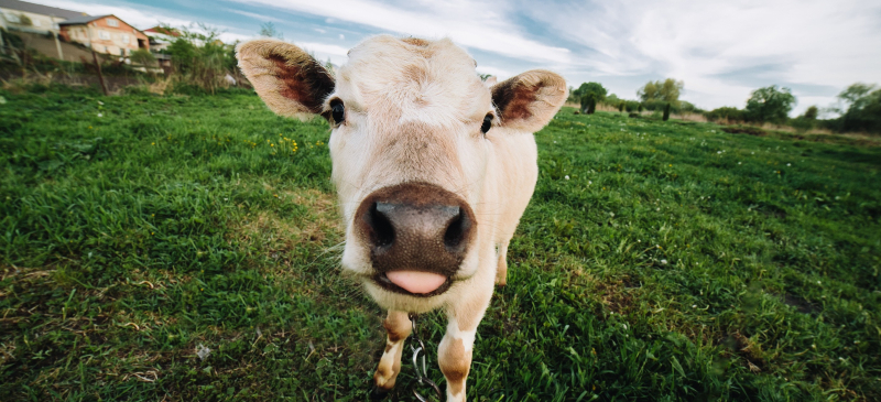 Vaca mirando de frente y sacando la lengua en un prado