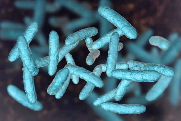 bacterias del intestino, microbiota
