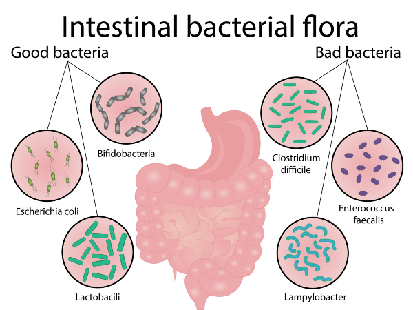 Flora intestinal Infografía sobre flora intestinal
