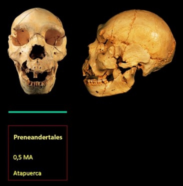 Imagen de un preneandertal (cráneo denominado Miguelón) 
