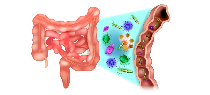 Microbiota, dibujo del interior del intestino
