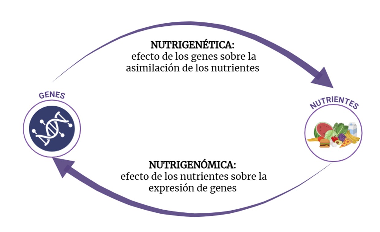 relacion entre nutrigenetica y nutrigenomica
