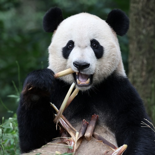 Oso panda gigante, especie en peligro de extinción