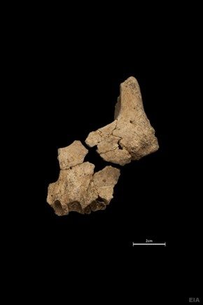 Resto humano de 1,4 millones de años recuperado en la Sima del Elefante TE7 en la presente campaña. Fotografía de María Guillén @GuillnMaria