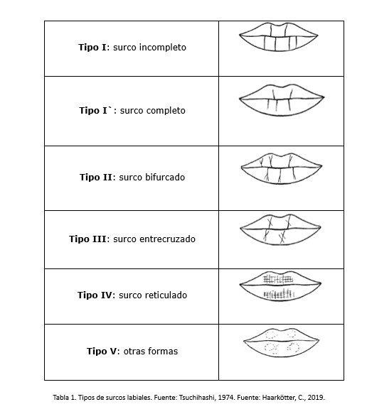 Tipos de labios