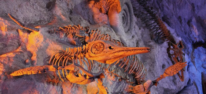 fósil de reptil marino