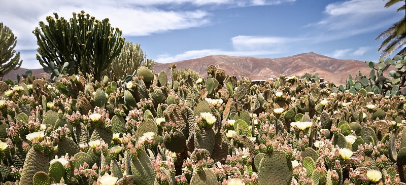 Bosque de chumberas en Fuerteventura, especie invasora