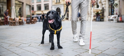 Perro lazarillo acompañando a su dueño por una calle