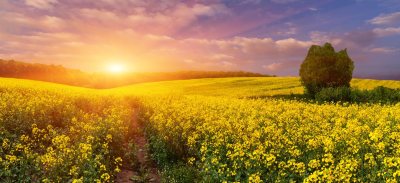 Campo al atardecer de cultivo de colza