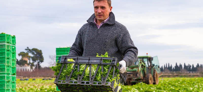 Agricultor en un campo de escarolas