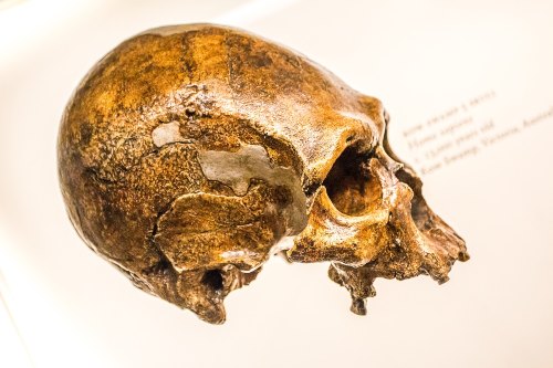 cráneo de neandertal