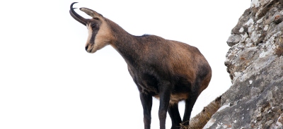 Estudio rebeco de la Cueva de Valdegoba