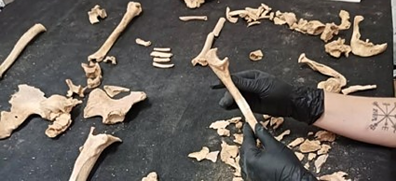 Restos óseos en el laboratorio de la investigación arqueológica