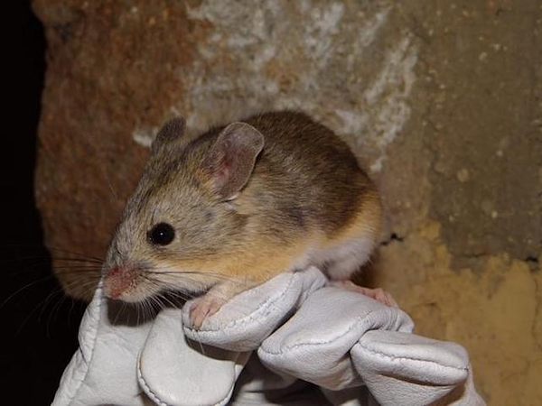 Ratón orejudo