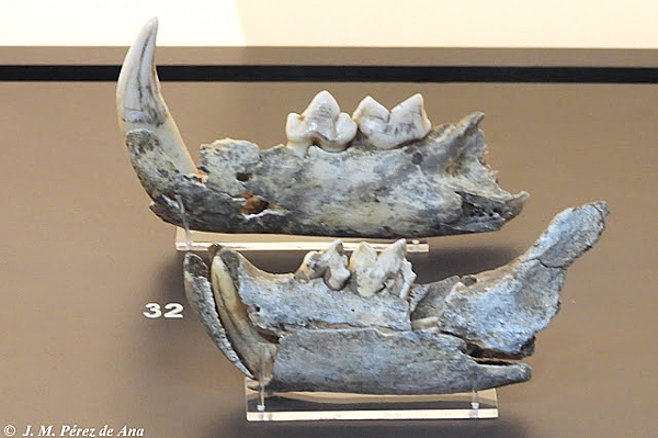 mandíbulas de leopardo