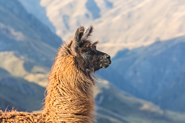 Llama en los Andes