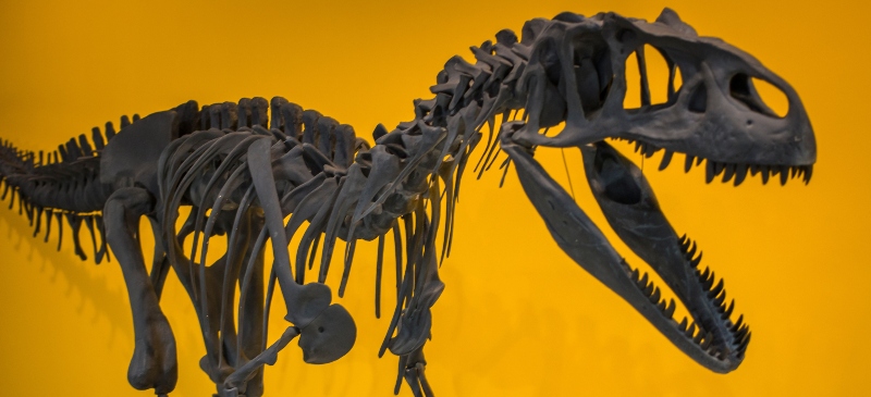 Huesos de dinosaurio en el Museo de Ciencias Naturales de Valencia