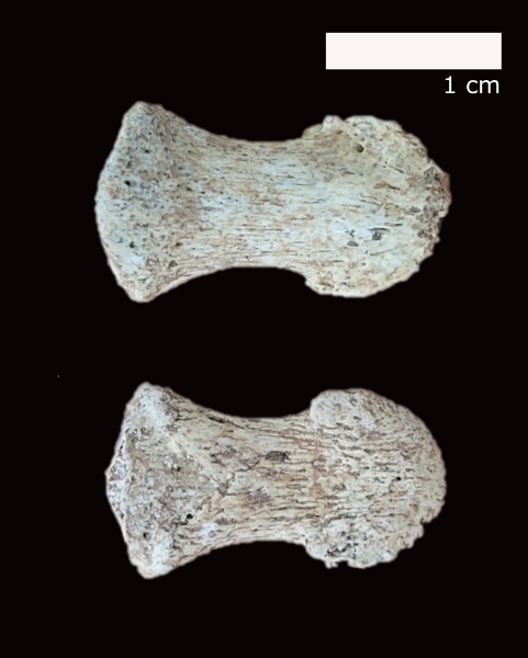 Nuevo resto humano neandertal de Valdegoba
