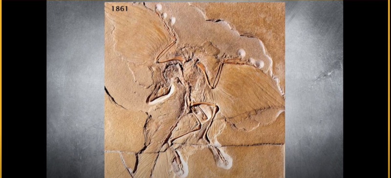 Fósil de un dinosaurio con plumas.
