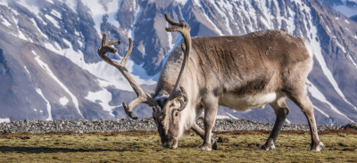 Reno en el ártico