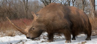 Recreación de rinoceronte lanudo