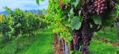 Viñedo antes de la cosecha